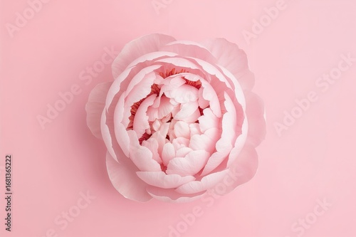 Isolated pink peony blossom...