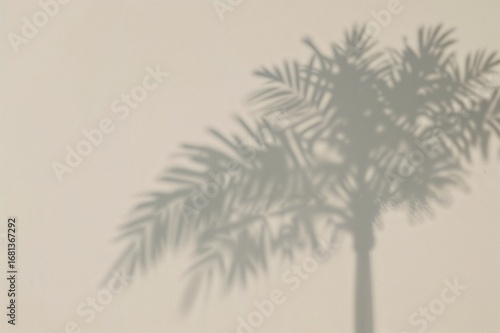 Shadow of a palm tree cast ...