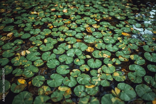 Water body covered with num...