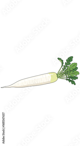 White daikon radish root vegetable healthy organic food produce fresh ingredient