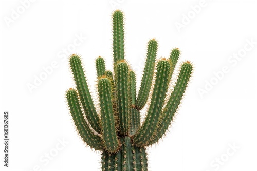 Decorative prickly cactus w...