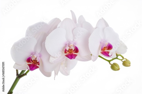 Single orchid flower on a plain white backdrop, bouquet, isolated bloom, natural, springtime, spa theme, present, purity, elegance