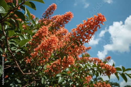 Vibrant Peacock Flowers Blo...