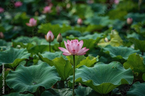 Vibrant pink waterlily bloo...