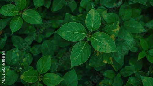 Close-up view of Viburnum r...