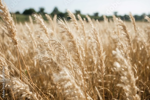 Outdoor pampas grass in sof...