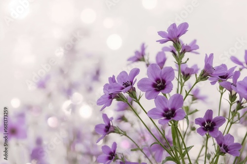 Lavender blooms with a soft-focus backdrop
