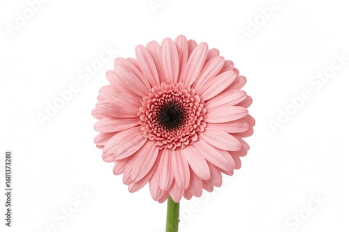 Bright pink gerbera blossom...