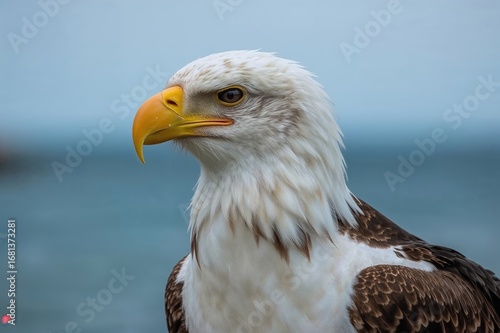 Close-up of a large eagle g...