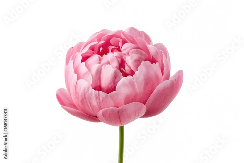 Isolated pink peony bloom on a white backdrop