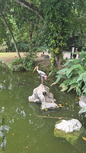 Photography pelican on the water, Zoo Negara, Kuala Lumpur, Malaysia