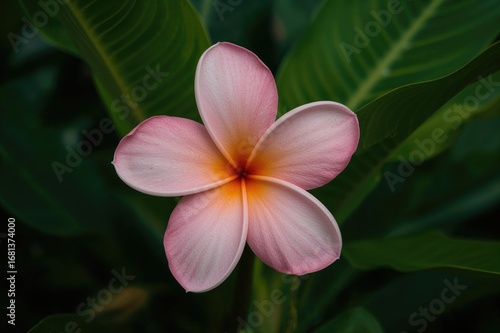 Pink Plumeria Blossom Again...