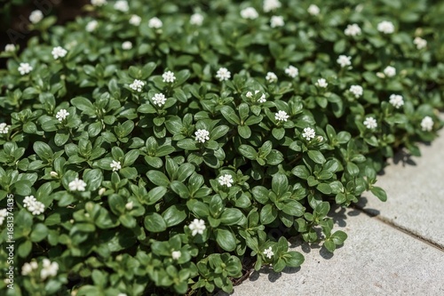 Fresh spring oregano shoots
