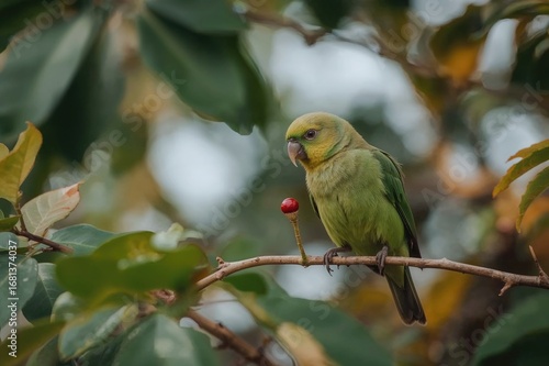 Small berry being eaten by ...