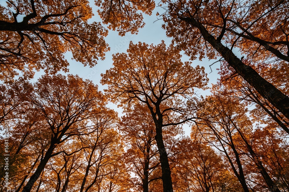 Fototapeta premium Tall trees in a vibrant fall woodland