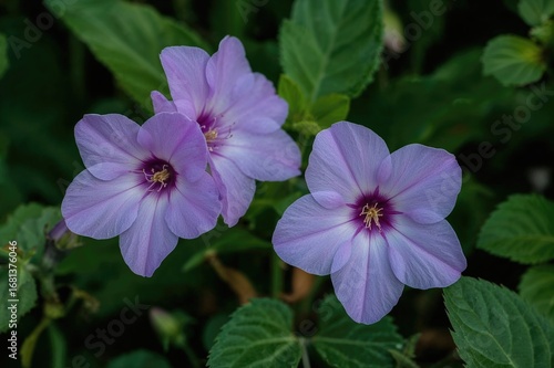 Lavender blooms set against...