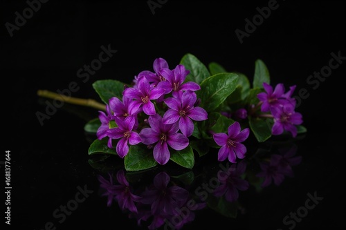 Purple Watrakanu Tot ting b...