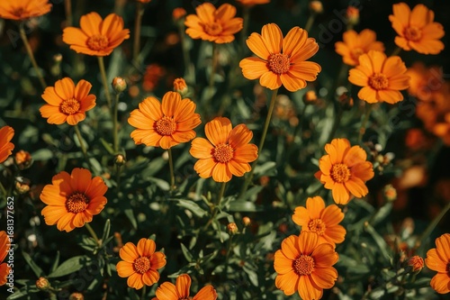 Spring's vibrant orange blooms bring beauty anew