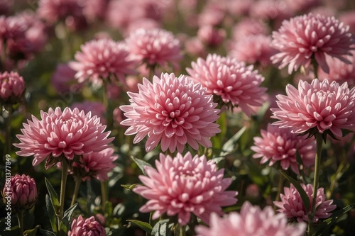 Gorgeous pale pink Chrysant...