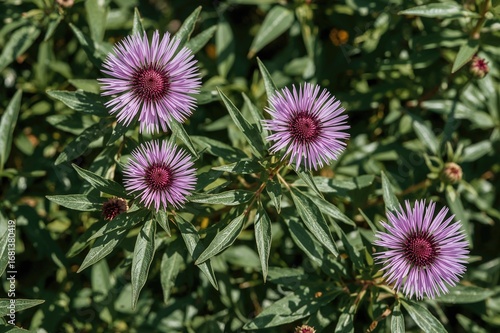 Vibrant purple blossoms and...