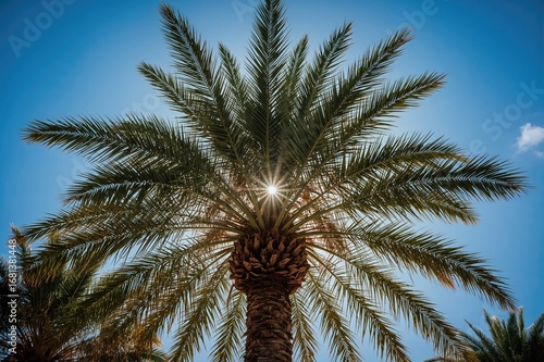 Close-up View of a Palm Tre...