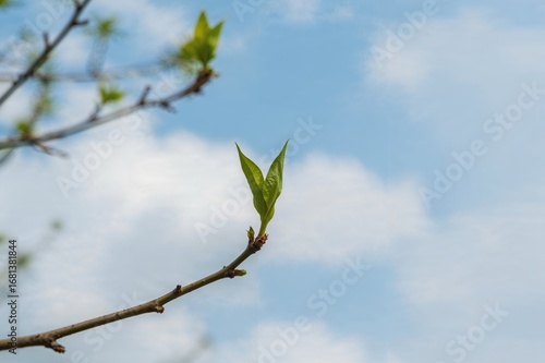 A budding twig of Populus w...