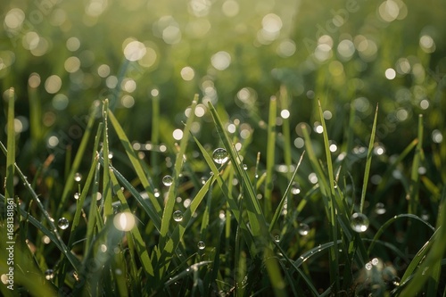 Glistening round dew beads ...