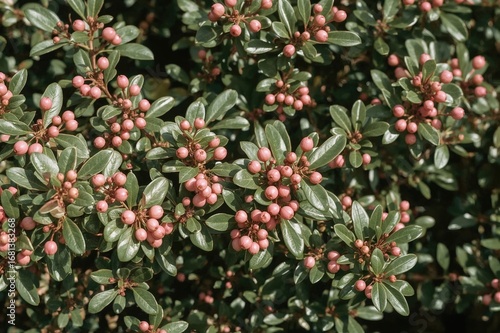 Evergreen shrub with pink b...