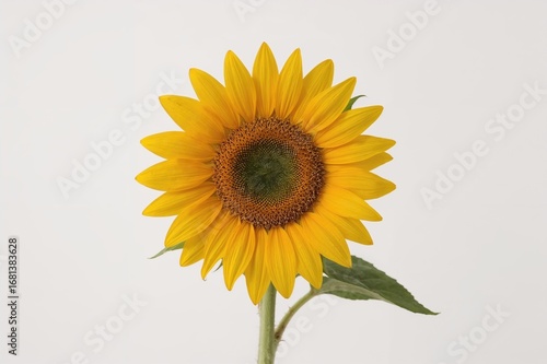 A single radiant sunflower ...