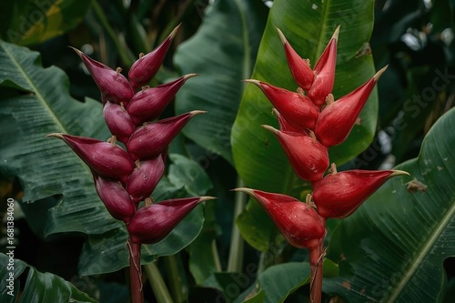 Tropical Heliconia Flower w...