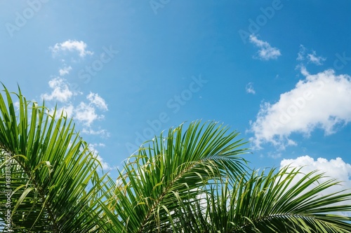 Tropical palm fronds agains...
