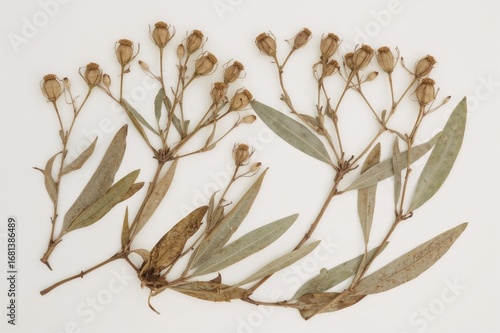 Olive leaves and pressed bi...