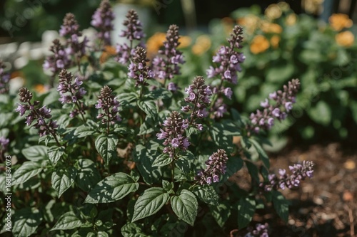 Blooming Purple Basil with ...