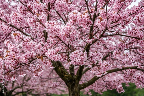 Tree with waxy cherry fruits