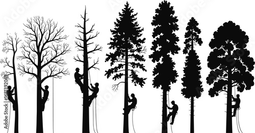 Tree climbing, silhouette, arborist, rope access, forest, conifer, deciduoufoliage, ascent, adventure, safety gear, vertical climb, tree species, black and white, vector art, illustration