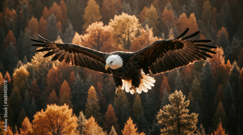 Bald Eagle in Flight Over an Autumn Forest