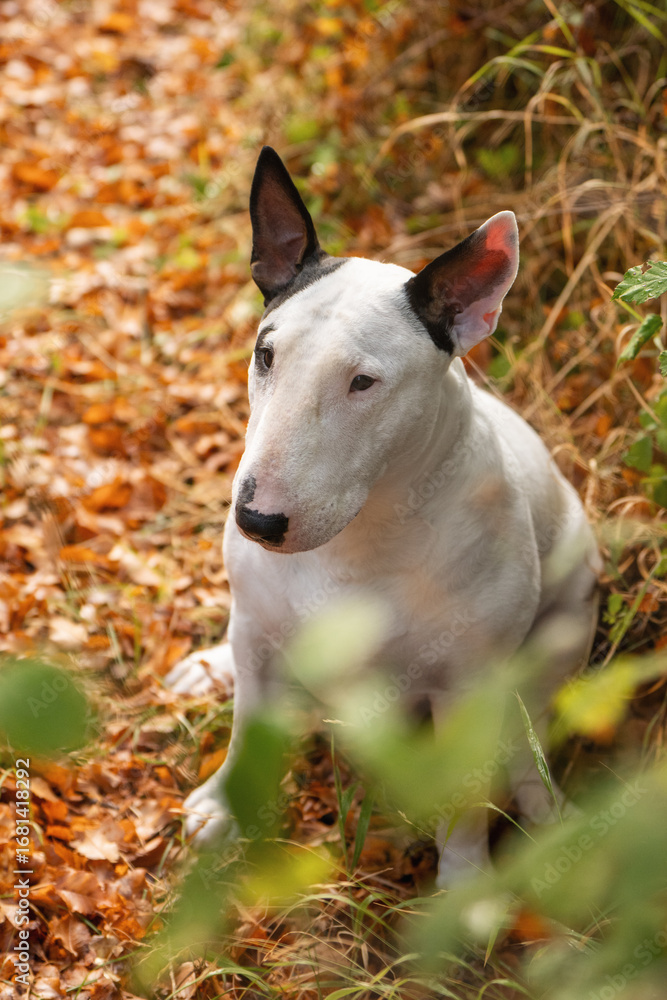 Fototapeta premium Cute Bull Terrier with Halloween pumpkin bucket and red scarf in fall nature