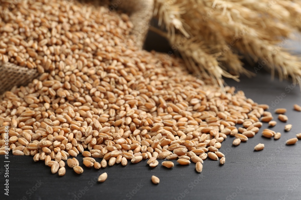 Obraz premium Wheat grains and spikelets on black wooden table, closeup