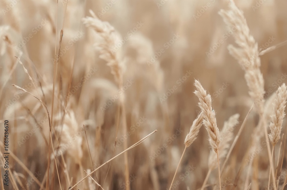 Fototapeta premium Softly blurred hues merge to create an abstract background, evoking calmness and inspiring creativity for multiple applications.