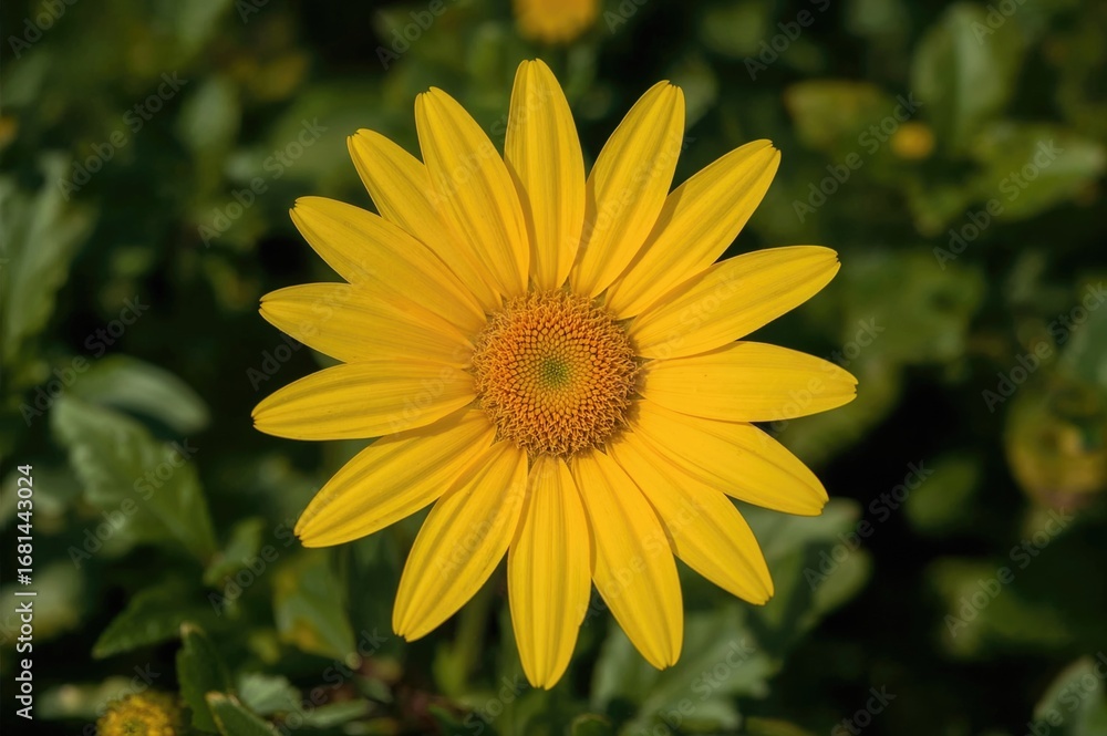 Fototapeta premium A bright yellow blossom radiates warmth and light, embodying the spirit of sunshine through its vivid petals. This joyful color represents joy, companionship, and optimism, illuminating every garden.