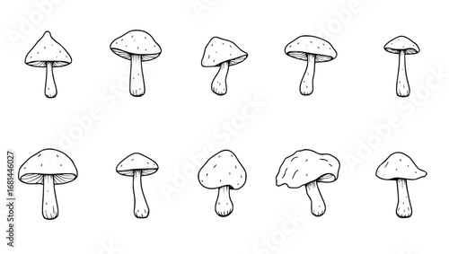 A captivating illustration featuring an assortment of mushrooms, meticulously depicted with detailed lines, showcasing their diverse shapes and sizes. vector illustration