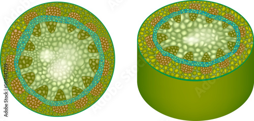 Detailed botanical illustration of a dicot stem cross section showing vascular bundles, xylem, phloem, and cambium. Flat cross section and a 3D cylinder view. 