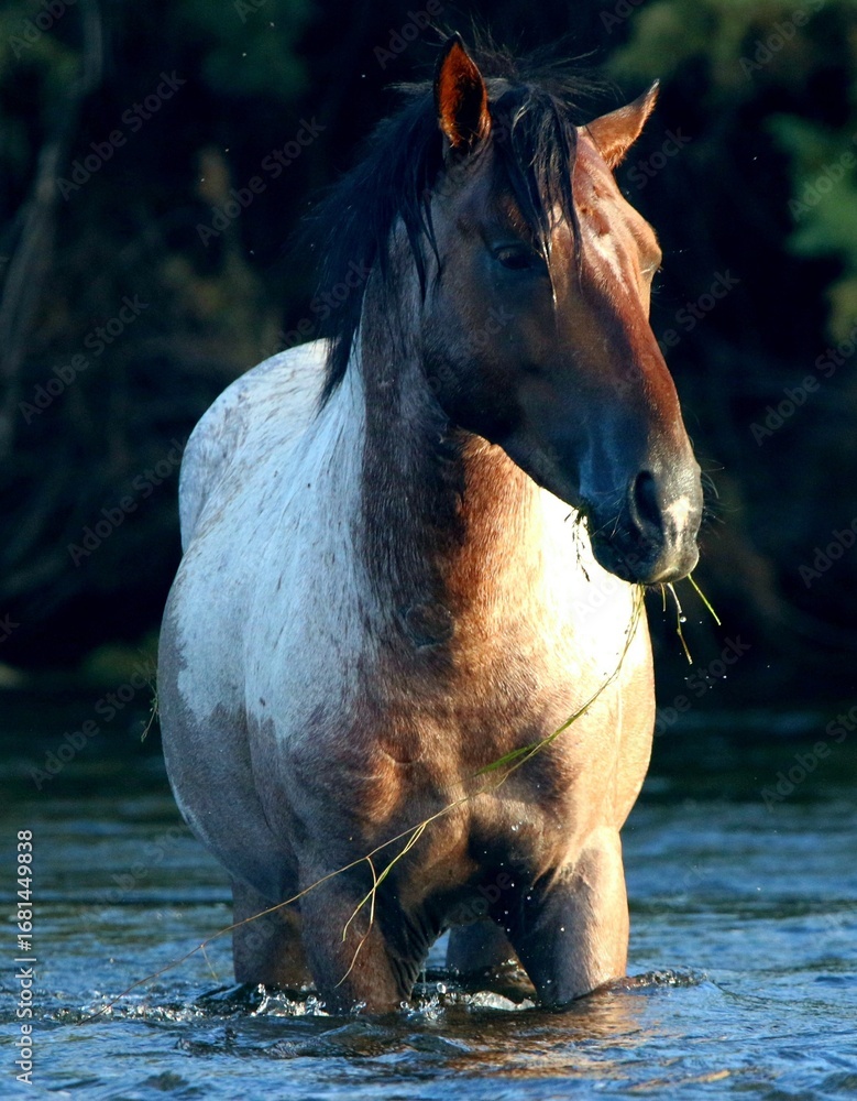 Naklejka premium Wild Stallion in the Salt River
