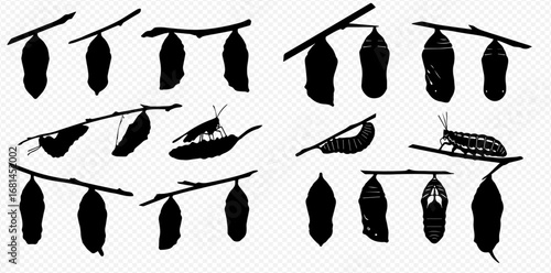 Silhouettes illustrating the complete metamorphosis of insects, showing caterpillars, chrysalises, and emerging butterflies hanging from branches.