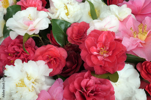 Close up overhead view of a selection of different coloured spring flowering camellias.