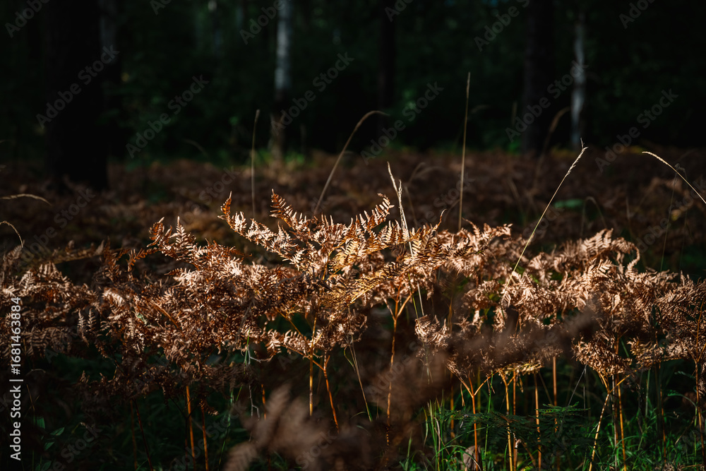 Obraz premium Sunlight streaming through the canopy highlights golden fern plants thriving among diverse vegetation on the forest floor, showcasing the vibrant beauty of autumn's colors