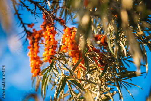 Fotografie Clusters of vibrant orange sea buckthorn berries ripening on a branch, illuminat