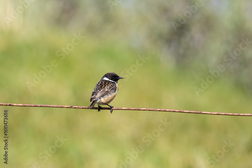 Canvas Print Male Stonechat (Saxicola rubicola) on Bull Island, Dublin, a bird of coastal areas