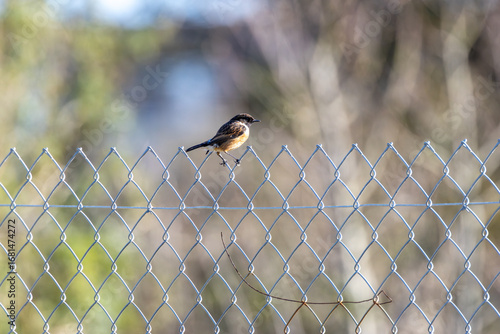 Photography Male Stonechat (Saxicola rubicola) on Bull Island, Dublin, a bird of coastal areas