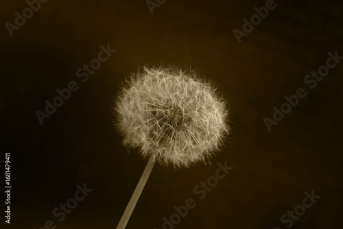 DANDELION FLUFFY SEED HEAD SEPIA 